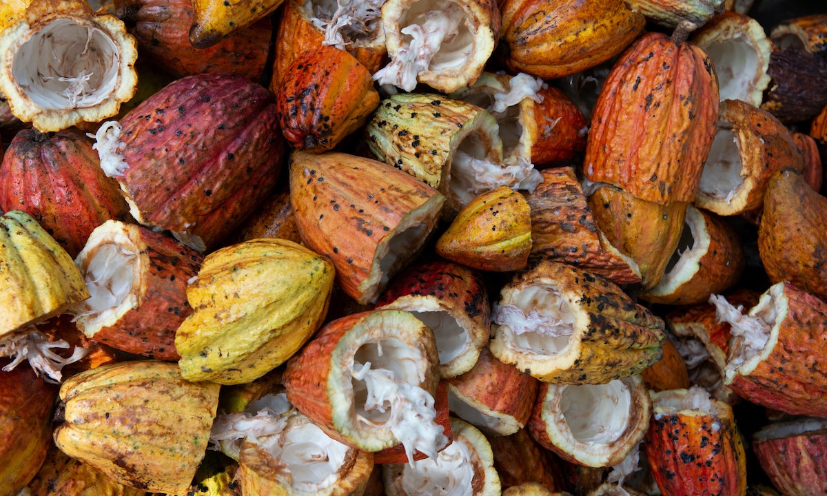 Opened cacao pods showing pale pulp around the seeds.