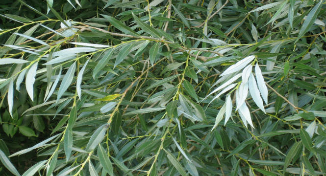 Narrow green willow leaves on branches
