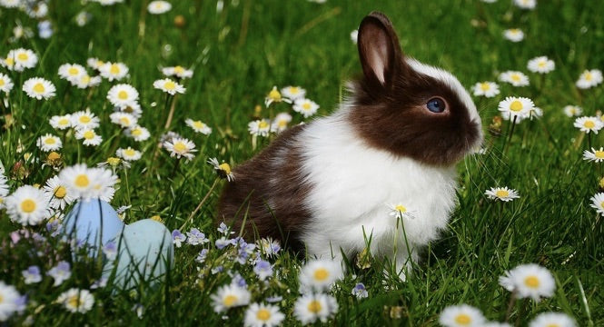 Cruelty-Free Cosmetics: Why the Movement Matters