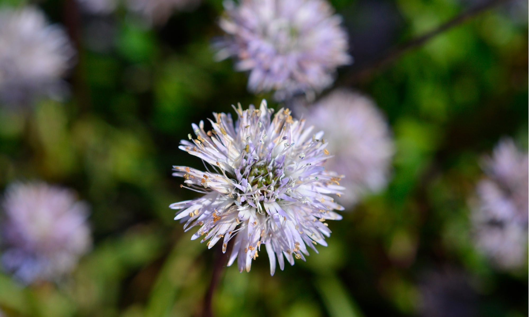 Globe Daisy Stem Cells and Your Anti-Aging Skincare Routine