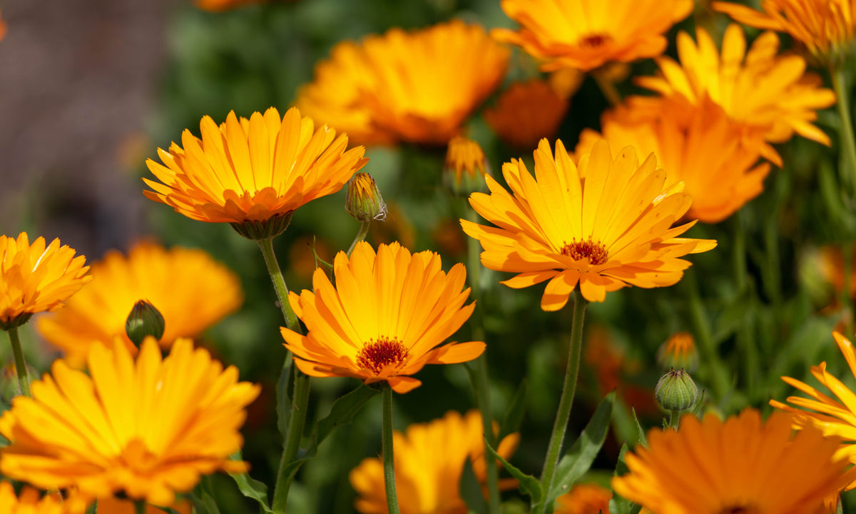 THE BENEFITS OF CALENDULA FOR BEAUTIFUL SKIN