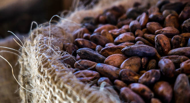 Cocoa beans resting on coarse woven fabric