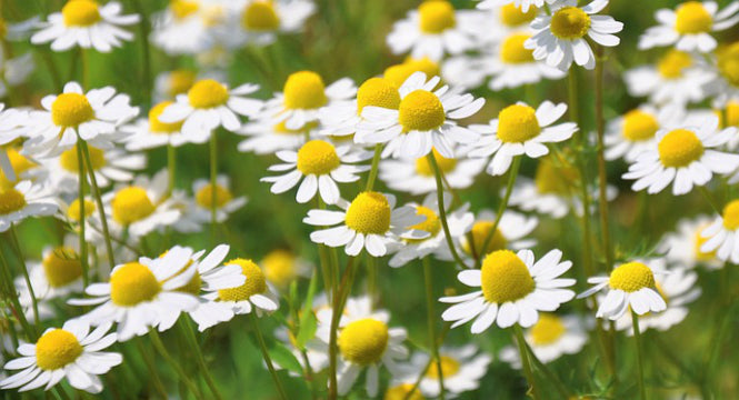 Chamomile Benefits for Skin