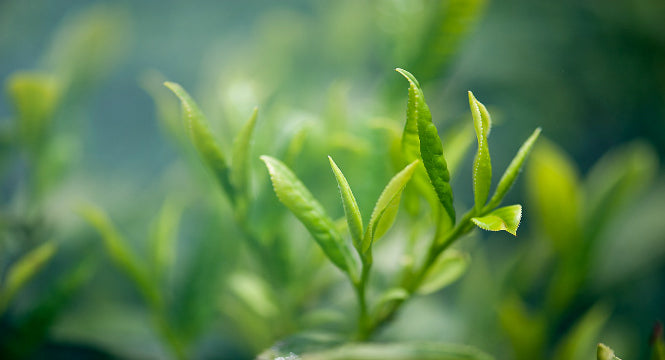 GREEN TEA AND SKIN