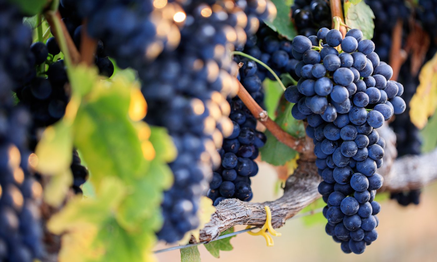 7 Amazing Health Benefits of Resveratrol