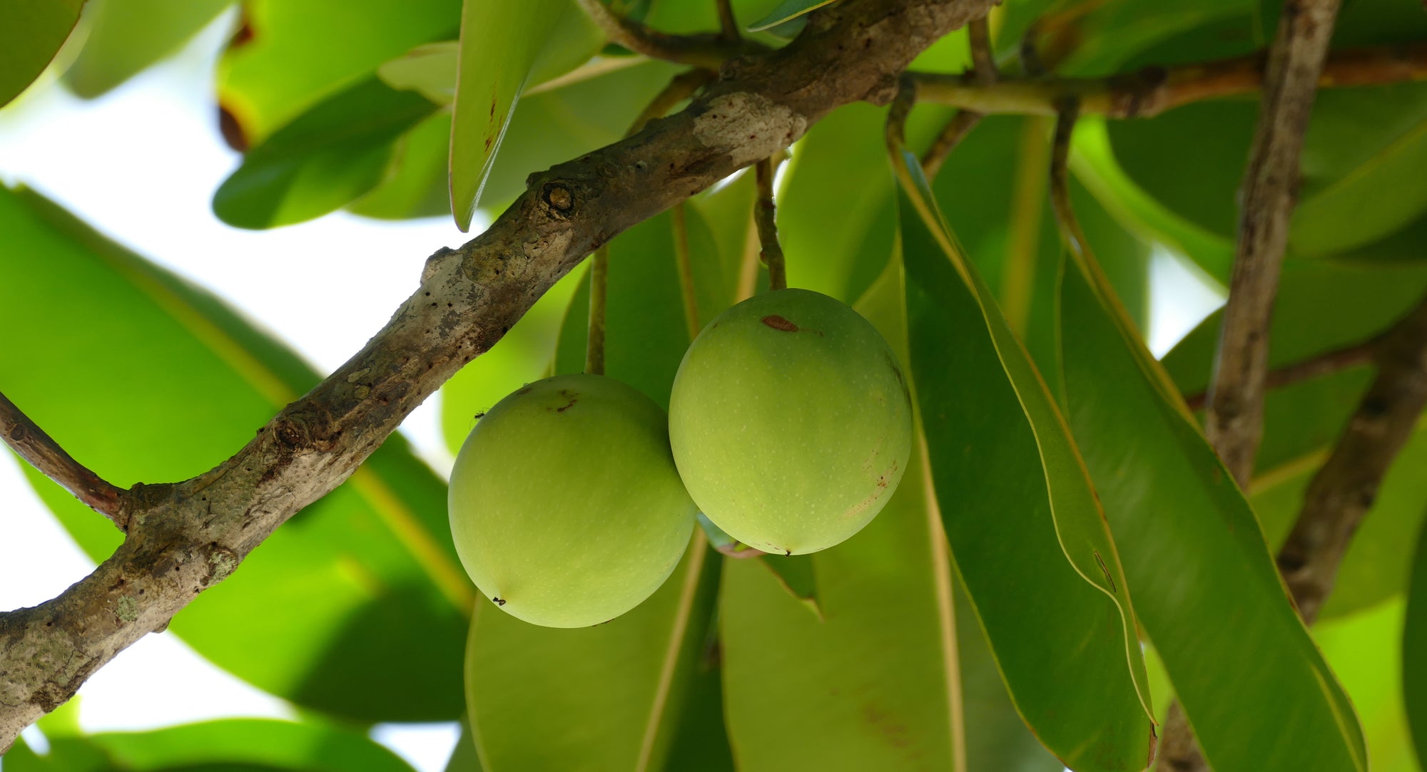 benefits of tamanu oil for skin care 